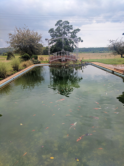 Koi pond